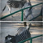 atac_zebra2