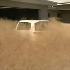 panico_peludo