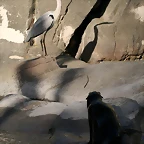 Zoo de Barcelona 03-04-11 885