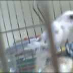 BLANQUITO