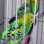 PERICOS