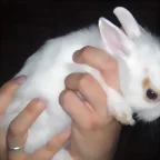Conejito blanco