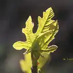 13, hoja de higuera, marca