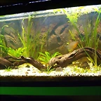 Urna 120 lts con gouramis (Small)