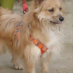 lilu1