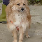 lilu3