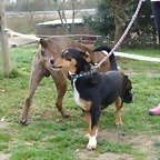 golfo4