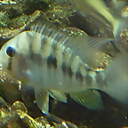 Gymnogeophagus balzanii (17-9-21 Haus des Meeres)