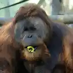 orangutan Sumatra macho