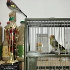 mixto_y_trofeo_bueno (1)