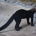 Eira barbara 3 (1-10-23 Zoo de Quito)