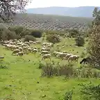 rebao de ovejas