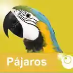 pajaros web