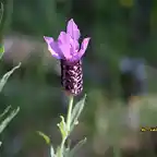 014, flor del cantueso, marca