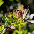 028, mariposa, en el sumidero, marca