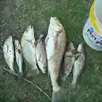 Pescados