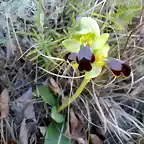 Ophrys fusca