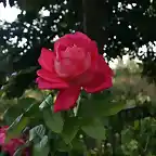 rosa en otoo
