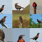collage (Large)