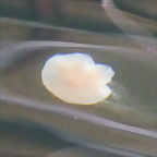 Cyanea capillata 1