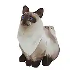 ragdoll_thm