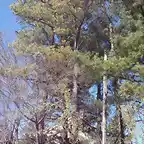 Pinus echinata