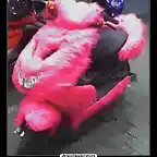 FurryScoot