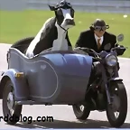 vaca-motera