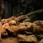 Zoo de Barcelona 27-03-11 447