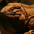 Zoo de Barcelona 27-03-11 486