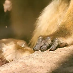 Zoo de Barcelona 30-04-11 i 01-05-11 298