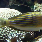 Acanthurus lineatus