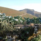 DSCN7926