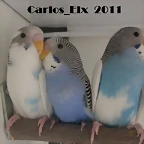 pollos 16-3-11