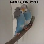 pollos (1) 16-3-11
