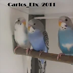 pollos (5)  16-3-11