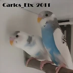 pollos (4)  16-3-11