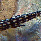 Julidochromis marlieri 3 (24-3-15 Loro Parque)