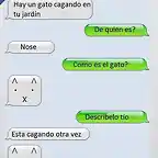 VEF_343413_conversaciones_hay_un_gato_cagando_en_el_patio