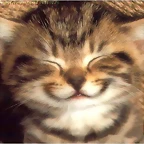 dinamicas gatito