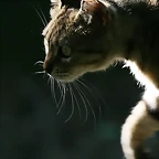 Zoo de Barcelona 229