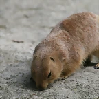 Zoo de Barcelona 275