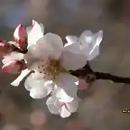 22, flor de almendro2, marca