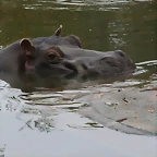 Zoos Wuppertal, Dortmund y Gelsenkirchen 01-10-09 642