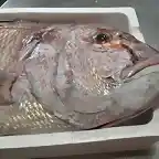 Cabeza de pargo