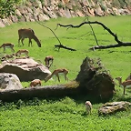 Beauval agost 2010 453