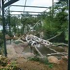 Beauval agost 2010 490