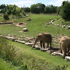 Beauval agost 2010 592