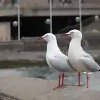 gaviotas