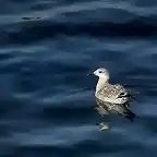 en el mar la vida es mas sabrosa